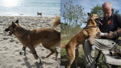 เหมือนได้ชีวิตใหม่! เจ้า “โคล่า” สุนัขพิการขาหน้าทั้ง 2 ข้างเพราะถูกมนุษย์กระทำการทารุณ ได้ใส่ขาเทียม วิ่งเล่นสนุกอยู่ริมหาดเกาะภูเก็ต