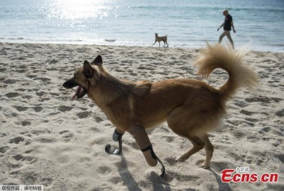 เหมือนได้ชีวิตใหม่! เจ้า “โคล่า” สุนัขพิการขาหน้าทั้ง 2 ข้างเพราะถูกมนุษย์กระทำการทารุณ ได้ใส่ขาเทียม วิ่งเล่นสนุกอยู่ริมหาดเกาะภูเก็ต