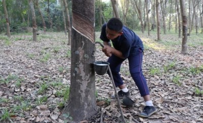 แม่พิการ พ่อทิ้ง นร.ม.2สู้ไม่ถอย กรีดยางส่งเสียตัวเองเรียน ครูวอนช่วย