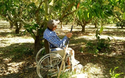 พ่อพิการเลี้ยงเดี่ยว ฮึดสู้ชีวิต ทำสวนมะม่วง 20 ไร่เลี้ยงชีพ ส่งลูกเรียนหนังสือ