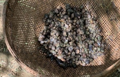 เกษตรกรหนองคาย เลี้ยง “หอยขม” ในร่องสวนมะพร้าว 4 เดือนจับขายได้